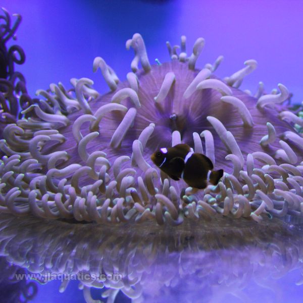 Buy Long Tentacle Anemone (Asia Pacific) in Canada for as low as 47.45