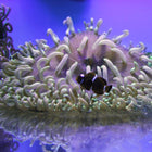 Buy Long Tentacle Anemone - Colored (Asia Pacific) in Canada for as low as 77.45