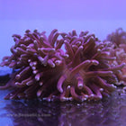 Buy Long Tentacle Anemone - Ultra (Asia Pacific) in Canada for as low as 127.45