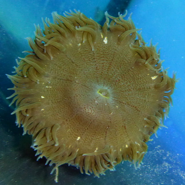 Rock Anemone - Brown