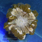 Rock Anemone - Brown (Atlantic)