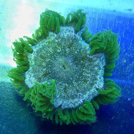 Rock Anemone - Green