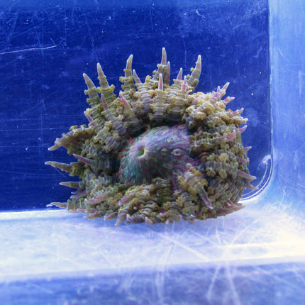 Rock Anemone - Green