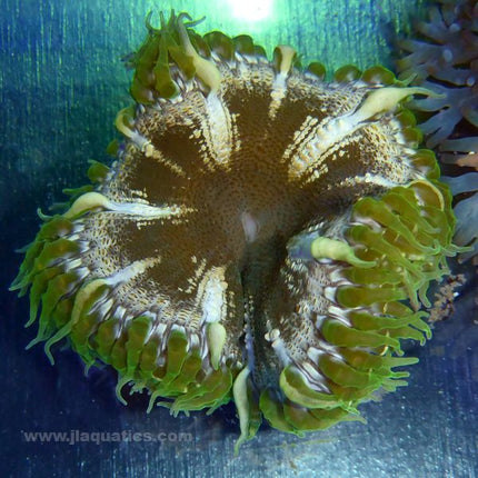 Rock Anemone - Green