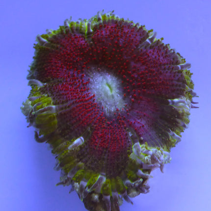 Rock Anemone - Red