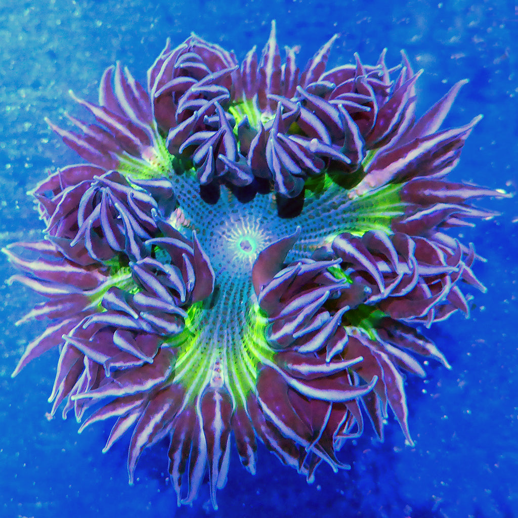 Rock Anemone - Ultra | JLAquatics Canada – J&L Aquatics Ltd.