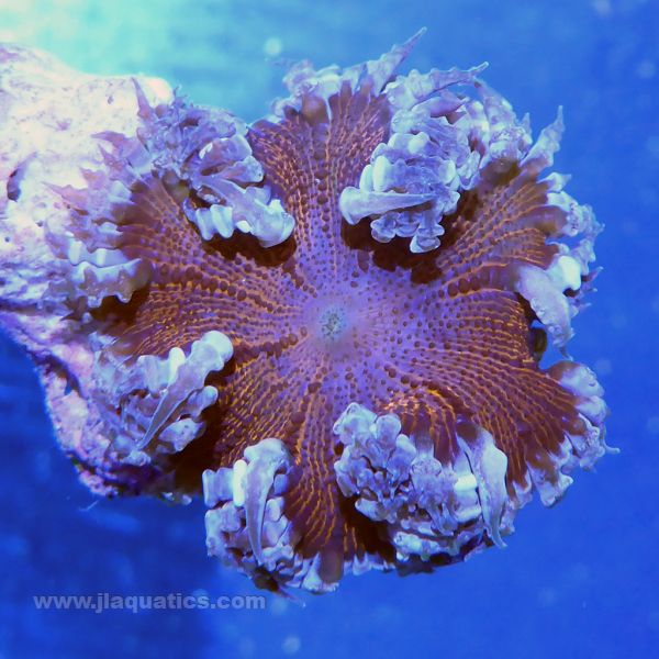 Buy Rock Anemone - Ultra (Atlantic) in Canada for as low as 78.95