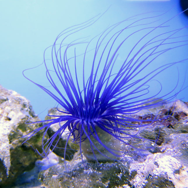 Tube Anemone - Colored