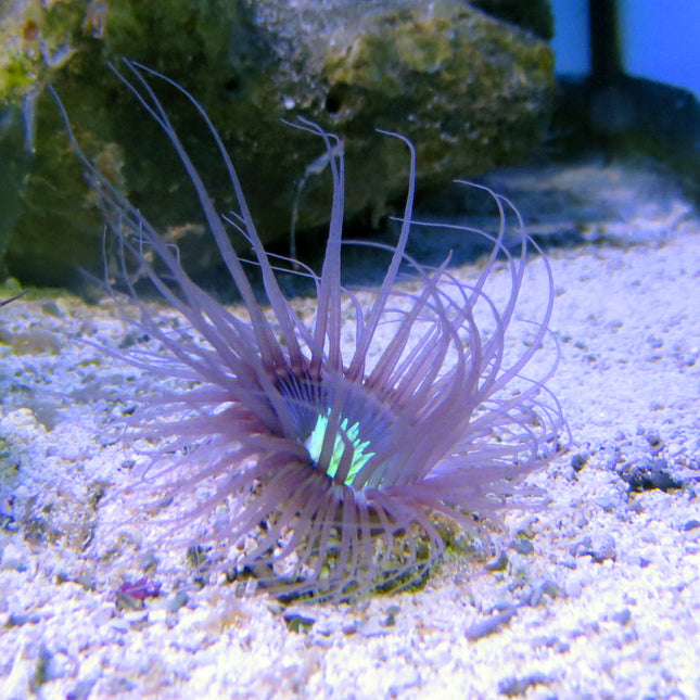 Tube Anemone - Ultra