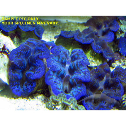 Crocea Giant Clam - A Grade