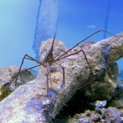 Arrow Crab