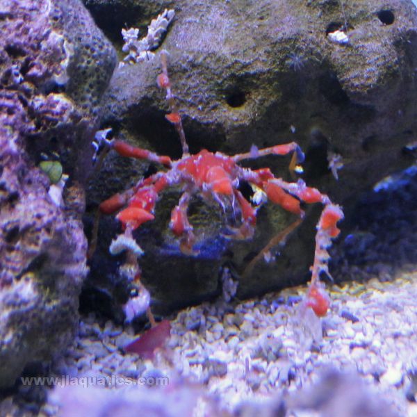 Buy Arrow Crab - Decorated (Atlantic) in Canada for as low as 19.95