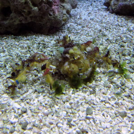 Decorator Crab