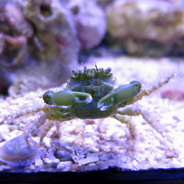 Emerald Crab - Green