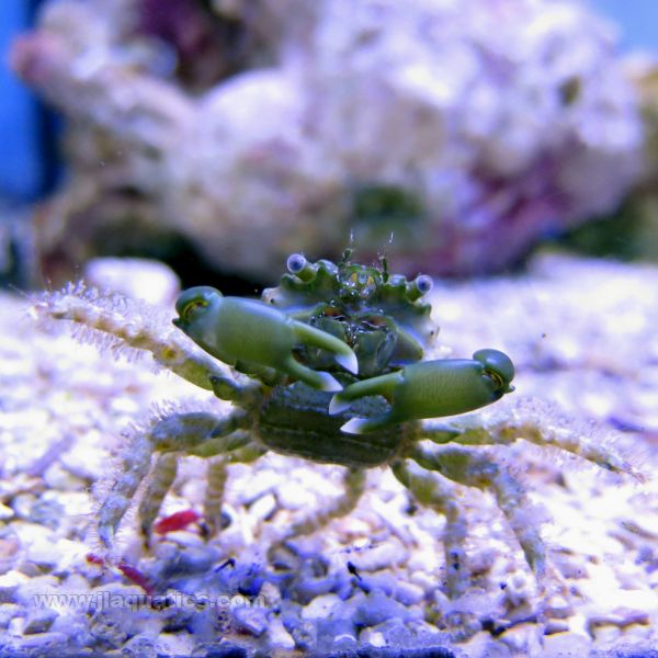 Buy Emerald Crab - Green (Atlantic) in Canada for as low as 7.95