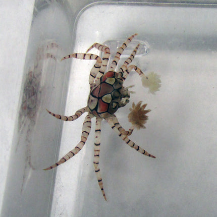 Pom Pom Crab