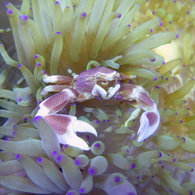 Porcelain Crab - White