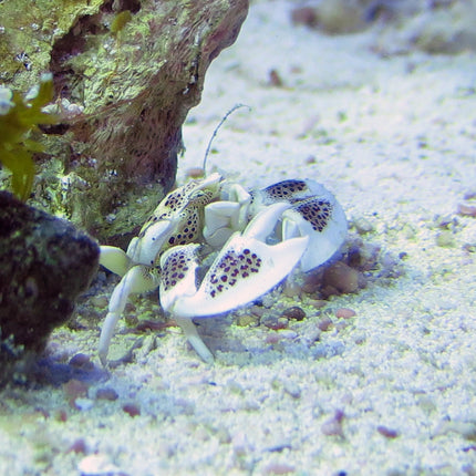 Porcelain Crab - White