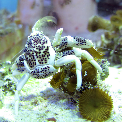 Porcelain Crab - White