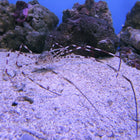 Spider Crab (Asia Pacific)