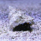 Buy Blue Eyed Hermit Crab (Asia Pacific) in Canada for as low as 4.95