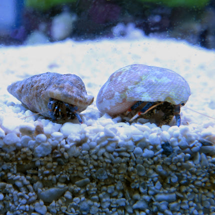 Blue Leg Hermit Crab