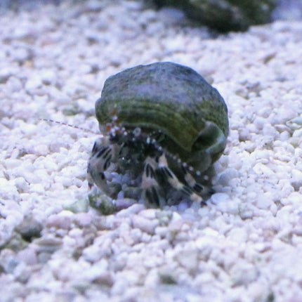 Common Hermit Crab