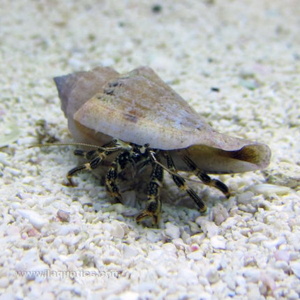 Common Hermit Crab