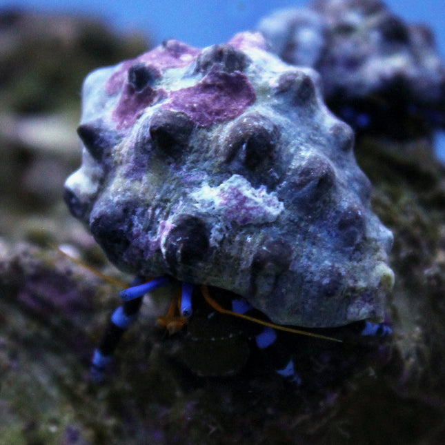 Electric Blue Hermit Crab