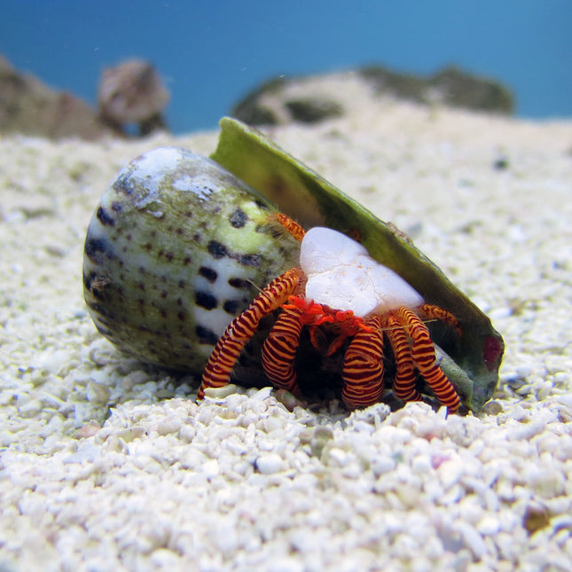 Halloween Hermit Crab