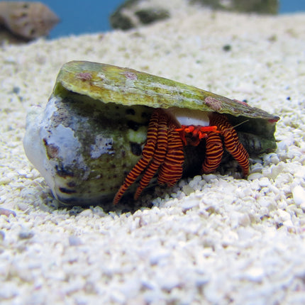 Halloween Hermit Crab