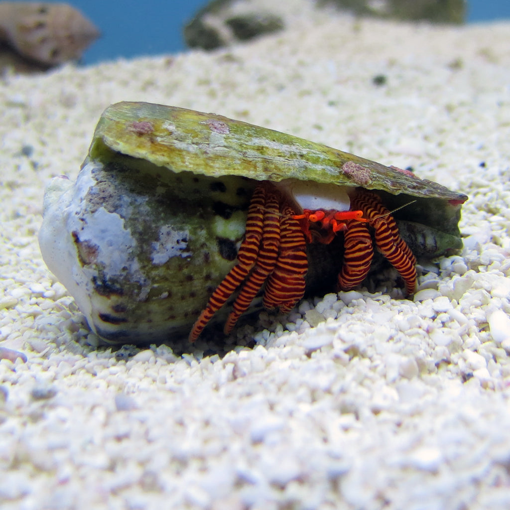 Halloween Hermit Crab