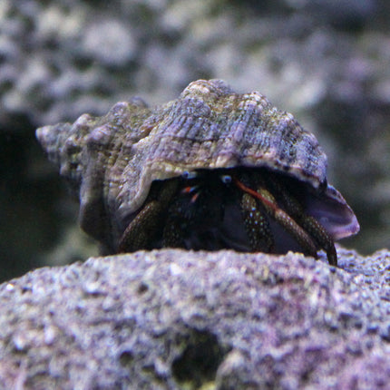 Mexican Red Leg Hermit Crab