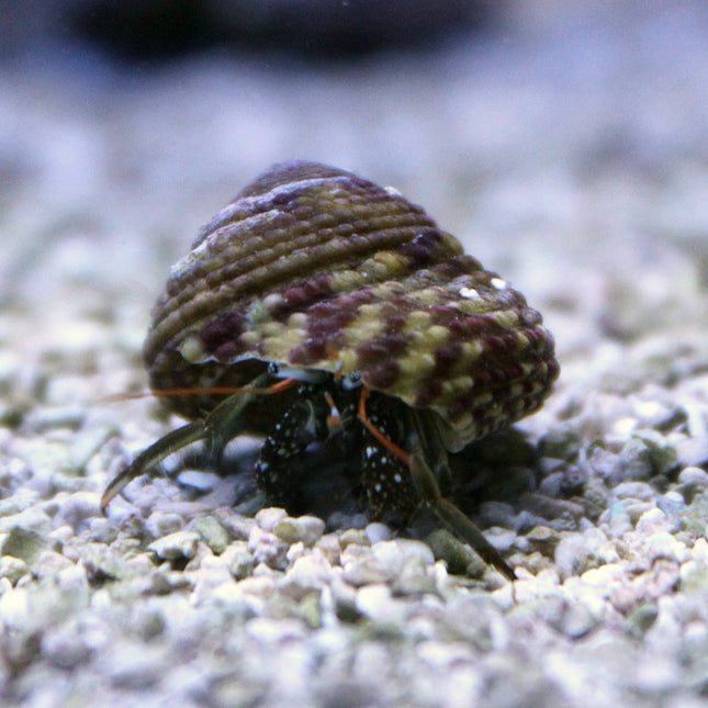 Mexican Red Leg Hermit Crab