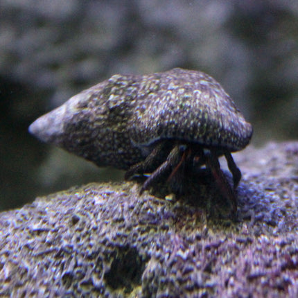 Mexican Red Leg Hermit Crab