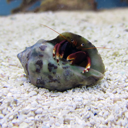 Orange Claw Hermit Crab