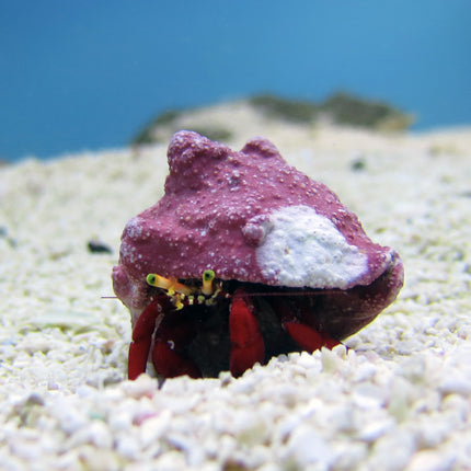 Red Scarlet Hermit Crab