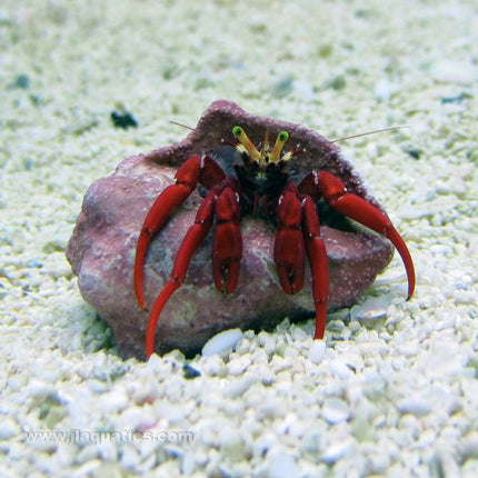 Buy Red Scarlet Hermit Crab (Atlantic) in Canada for as low as 5.95