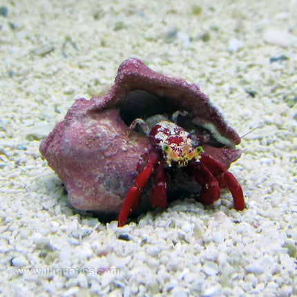 Red Scarlet Hermit Crab