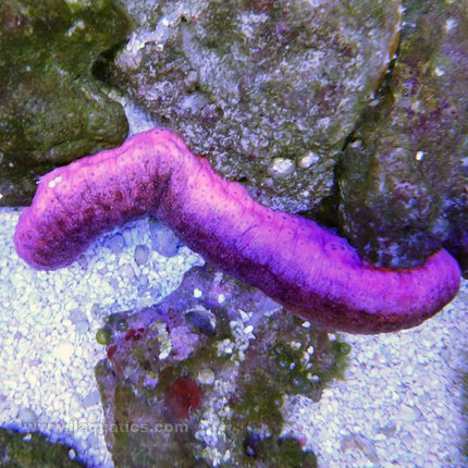 Pink Hawaiian Cucumber (South Pacific)