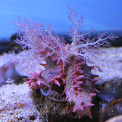 Pink Spiny Cucumber