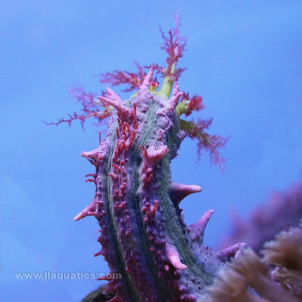 Pink Spiny Cucumber (Asia Pacific)