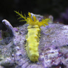 Yellow Cucumber (Asia Pacific)