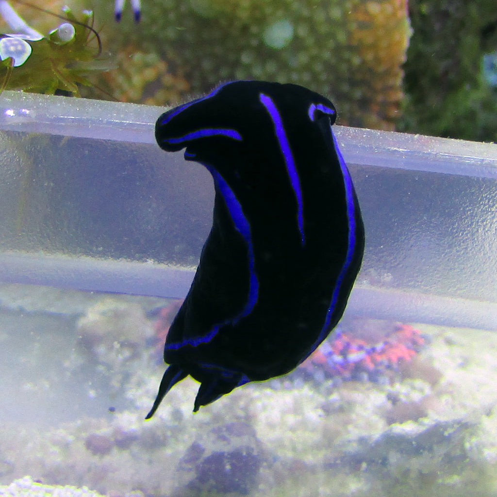 Headshield Nudibranch