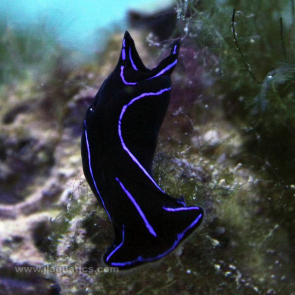 Headshield Nudibranch (Asia Pacific)