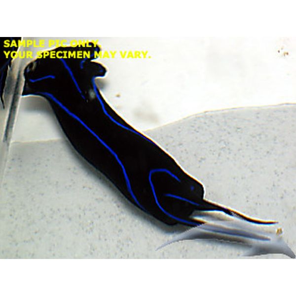 Headshield Nudibranch