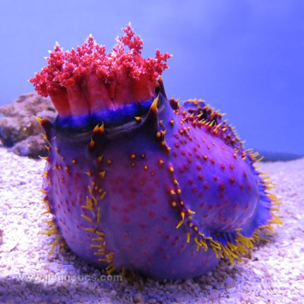 Sea Apple (Asia Pacific)