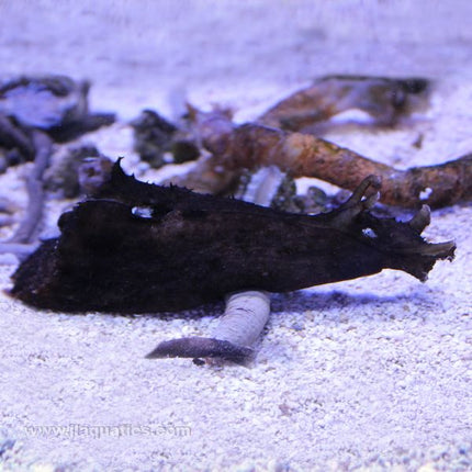 Sea Hare - Black (Asia Pacific)