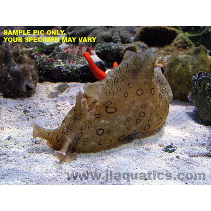 Sea Hare - Spotted (Asia Pacific)