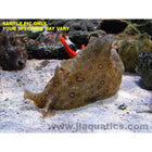 Sea Hare - Spotted (Asia Pacific)